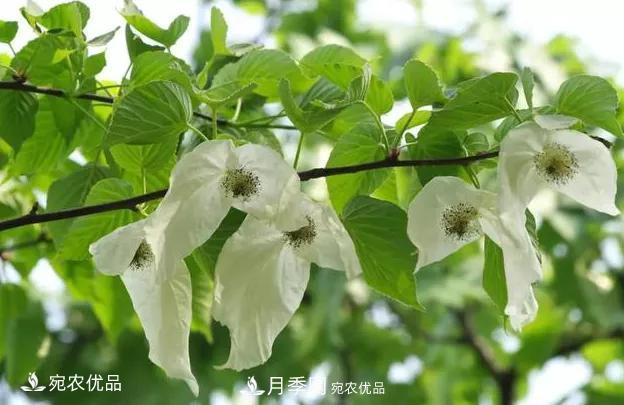 苗木價(jià)格變化大，主要有這三個(gè)因素(圖2)