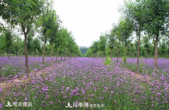 苗木價(jià)格變化大，主要有這三個(gè)因素(圖4)
