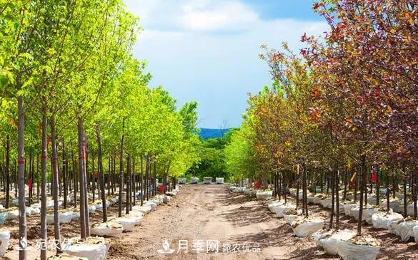 苗木價(jià)格變化大，主要有這三個(gè)因素(圖1)