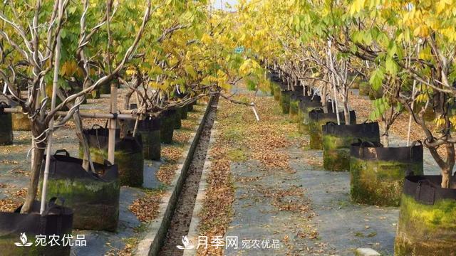 苗木價(jià)格變化大，主要有這三個(gè)因素(圖5)