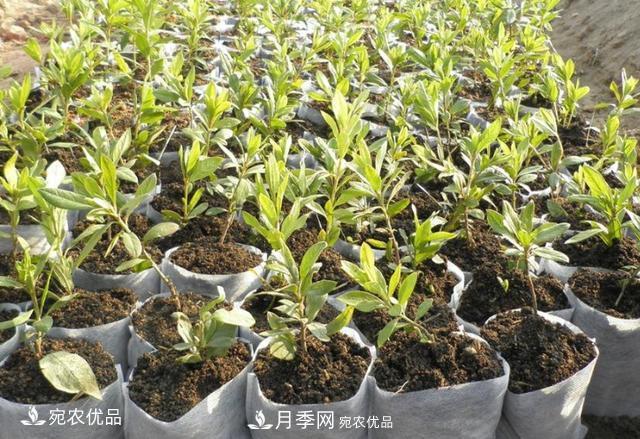 北方園林需求旺盛，分享大規格容器苗木培育技術(shù)以及管理方法(圖11)
