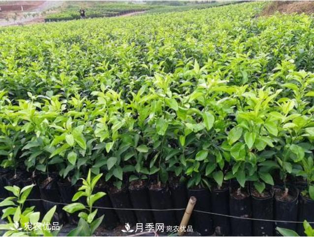 北方園林需求旺盛，分享大規格容器苗木培育技術(shù)以及管理方法(圖9)
