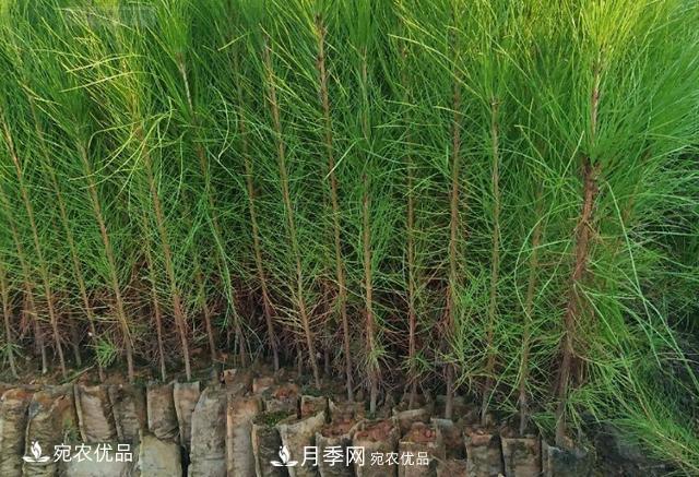 北方園林需求旺盛，分享大規格容器苗木培育技術(shù)以及管理方法(圖3)