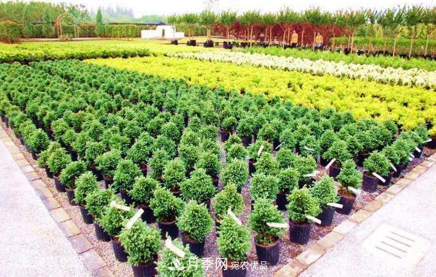 北方園林需求旺盛，分享大規格容器苗木培育技術(shù)以及管理方法(圖4)
