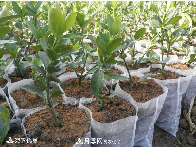 北方園林需求旺盛，分享大規格容器苗木培育技術(shù)以及管理方法(圖6)
