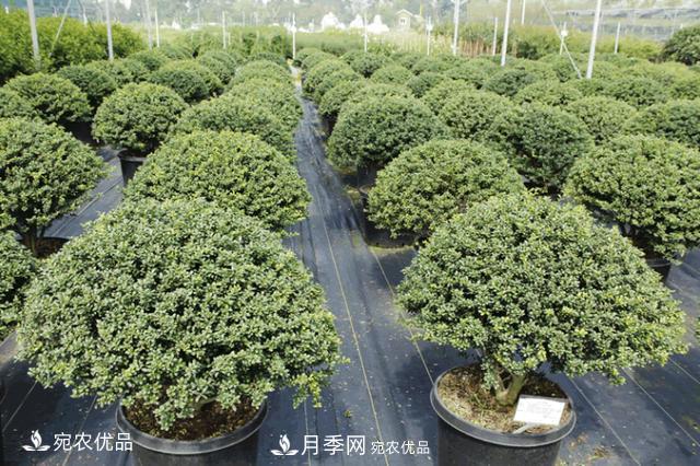 北方園林需求旺盛，分享大規格容器苗木培育技術(shù)以及管理方法(圖7)