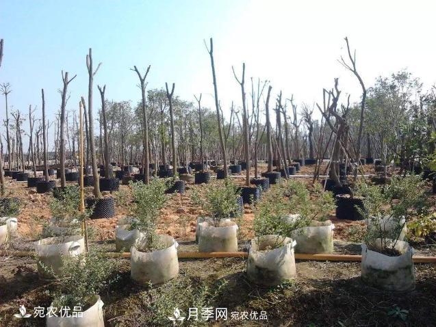 北方園林需求旺盛，分享大規格容器苗木培育技術(shù)以及管理方法(圖8)