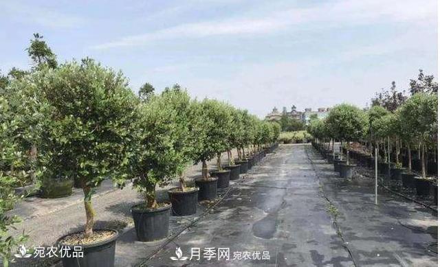 北方園林需求旺盛，分享大規格容器苗木培育技術(shù)以及管理方法(圖10)