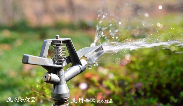澆水學(xué)三年，南陽(yáng)苗木合作社教你澆水的學(xué)問(wèn)大著(zhù)呢(圖2)