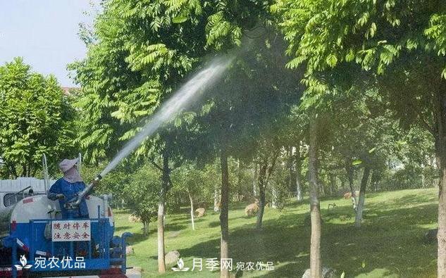 澆水學(xué)三年，南陽(yáng)苗木合作社教你澆水的學(xué)問(wèn)大著(zhù)呢(圖3)