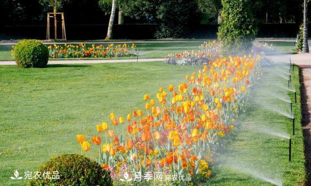 澆水學(xué)三年，南陽(yáng)苗木合作社教你澆水的學(xué)問(wèn)大著(zhù)呢(圖4)