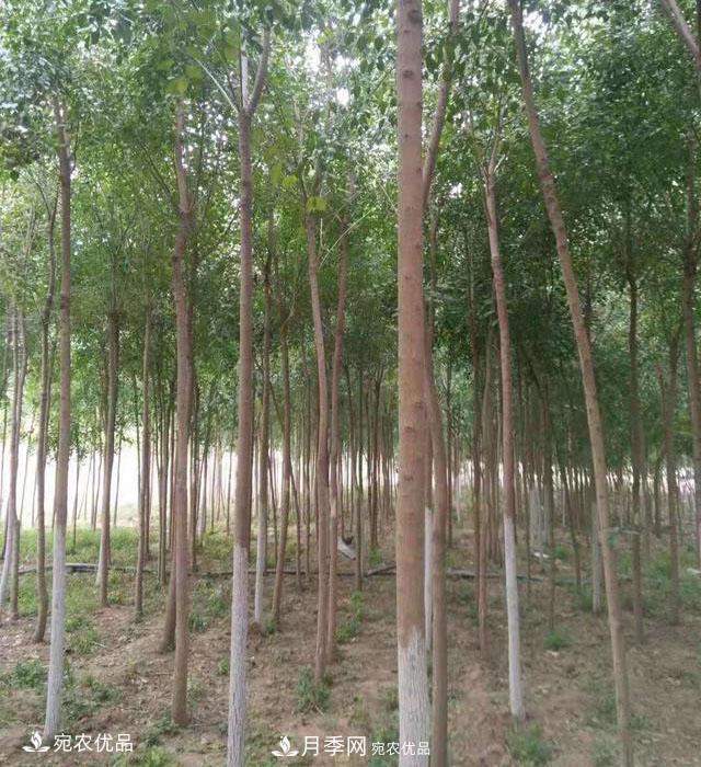 南陽(yáng)綠化苗木基地的建設與整地施肥(圖1)