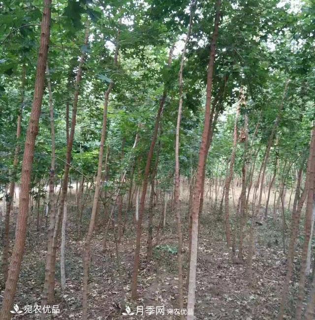 南陽(yáng)綠化苗木基地的建設與整地施肥(圖3)
