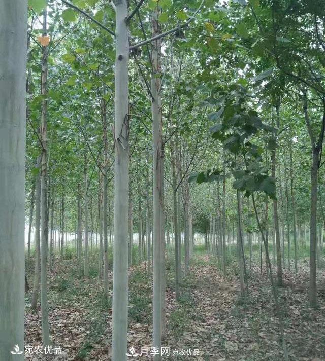 南陽(yáng)綠化苗木基地的建設與整地施肥(圖2)