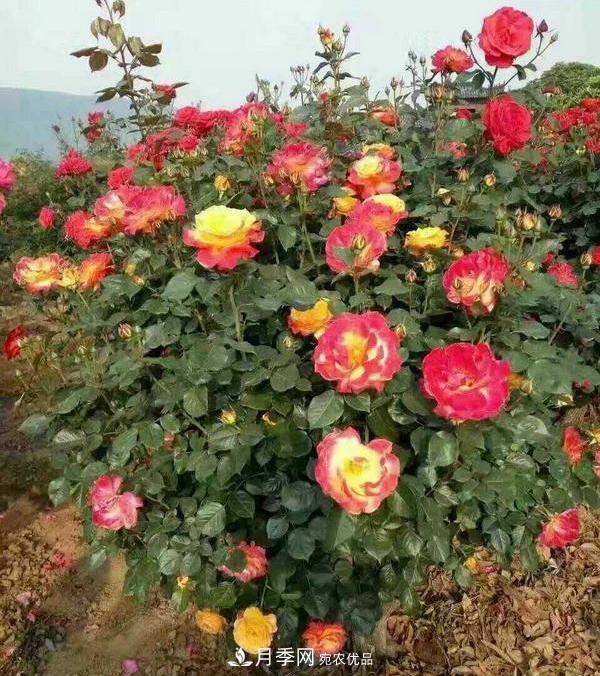 南陽(yáng)市臥龍區香樟苗木批發(fā)基地(圖1)