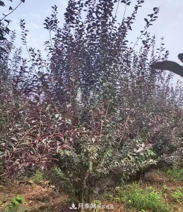 南陽(yáng)市臥龍區香樟苗木批發(fā)基地(圖2)