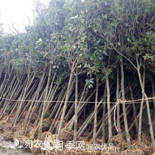 南陽(yáng)精品桂花球，3-5公分桂花苗桂花樹(shù)(圖5)