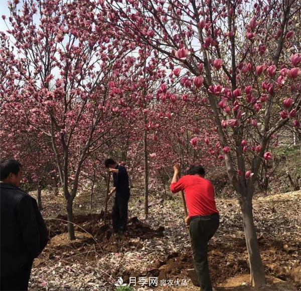 南陽(yáng)哪家基地紅玉蘭紫玉蘭價(jià)格便宜？(圖1)