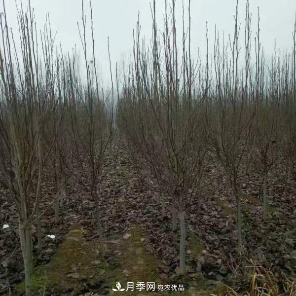 玉蘭之鄉，紫玉蘭紅玉蘭白玉蘭廣玉蘭二喬玉蘭的區別和價(jià)格(圖5)