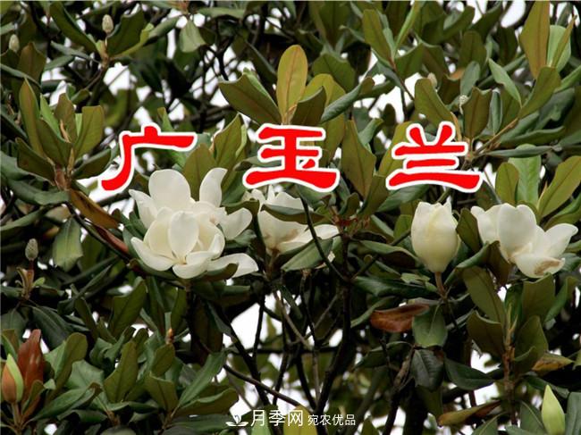 南陽(yáng)玉蘭基地，廣玉蘭苗木繁育技術(shù)(圖3)