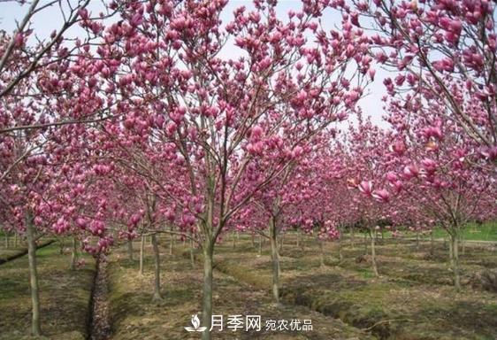 南召縣皇后鄉念好玉蘭花卉苗木財富經(jīng)(圖3)