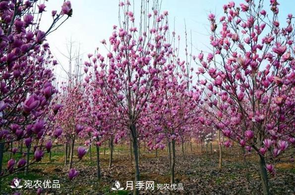 南召縣皇后鄉念好玉蘭花卉苗木財富經(jīng)(圖2)