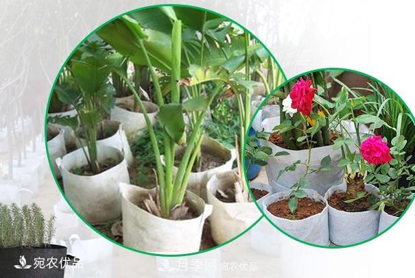 南陽(yáng)月季苗木花卉美植袋植樹(shù)袋廠(chǎng)家批發(fā)價(jià)(圖1)