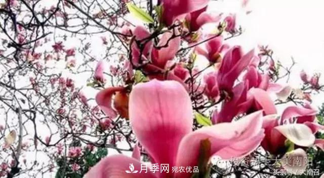 原創(chuàng  )讀書(shū)：南召辛夷(圖1)