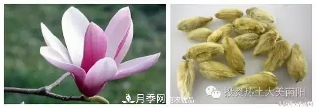 原創(chuàng  )讀書(shū)：南召辛夷(圖3)