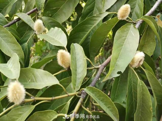 原創(chuàng  )讀書(shū)：南召辛夷(圖4)