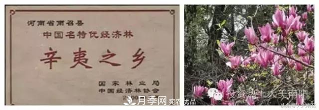 原創(chuàng  )讀書(shū)：南召辛夷(圖2)