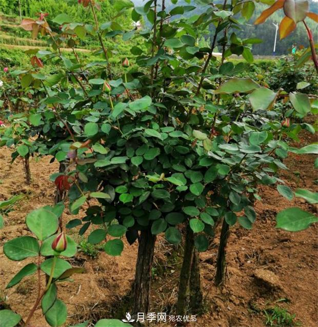樹(shù)狀月季嫁接詳細教程，輕松養出月季樹(shù)！(圖1)