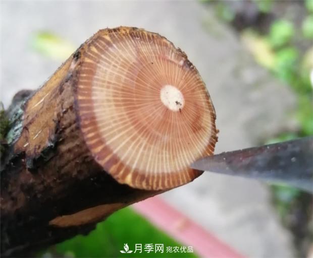 樹(shù)狀月季嫁接詳細教程，輕松養出月季樹(shù)！(圖2)