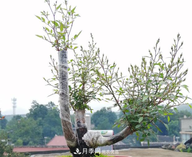樹(shù)狀月季嫁接詳細教程，輕松養出月季樹(shù)！(圖4)