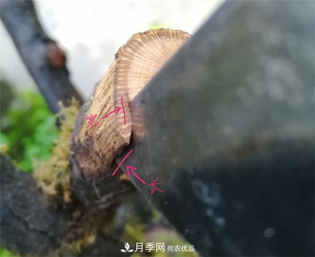 樹(shù)狀月季嫁接詳細教程，輕松養出月季樹(shù)！(圖5)