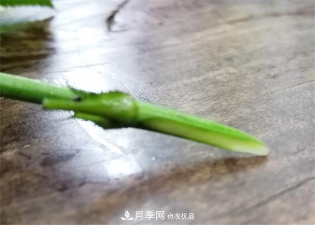 樹(shù)狀月季嫁接詳細教程，輕松養出月季樹(shù)！(圖7)