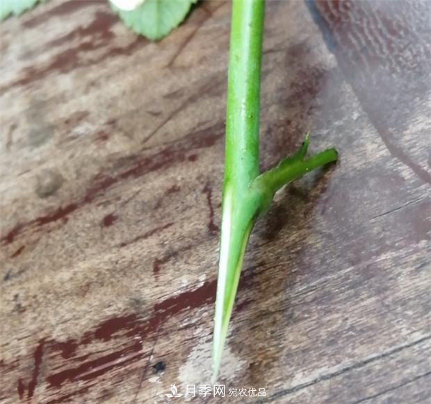 樹(shù)狀月季嫁接詳細教程，輕松養出月季樹(shù)！(圖8)