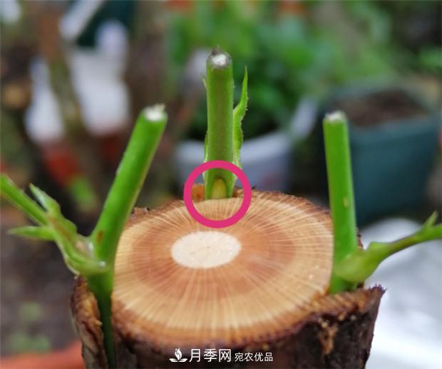 樹(shù)狀月季嫁接詳細教程，輕松養出月季樹(shù)！(圖9)