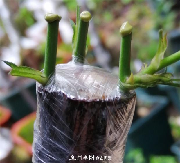 樹(shù)狀月季嫁接詳細教程，輕松養出月季樹(shù)！(圖10)