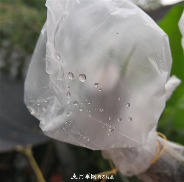 樹(shù)狀月季嫁接詳細教程，輕松養出月季樹(shù)！(圖11)