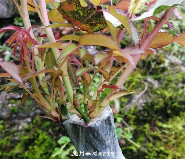 樹(shù)狀月季嫁接詳細教程，輕松養出月季樹(shù)！(圖12)