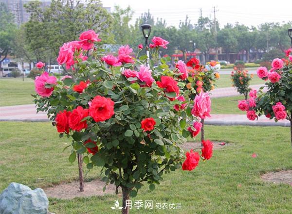 樹(shù)狀月季嫁接詳細教程，輕松養出月季樹(shù)！(圖13)