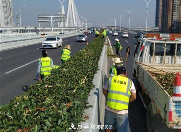 武漢園林工人高溫下修枝除草，守護城市月季景觀(guān)(圖2)