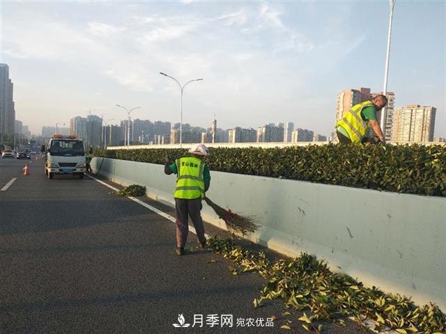武漢園林工人高溫下修枝除草，守護城市月季景觀(guān)(圖3)