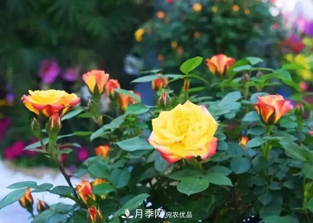 超實(shí)用的月季全年養護指南(圖2)