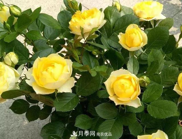 超實(shí)用的月季全年養護指南(圖4)