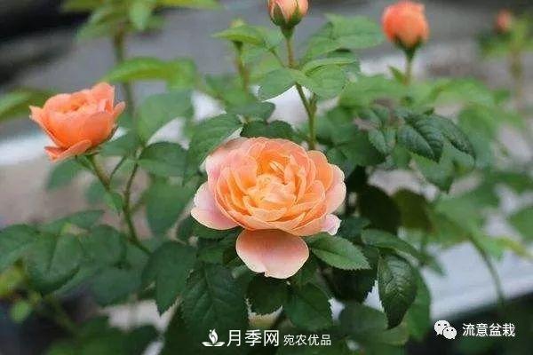 超實(shí)用的月季全年養護指南(圖1)