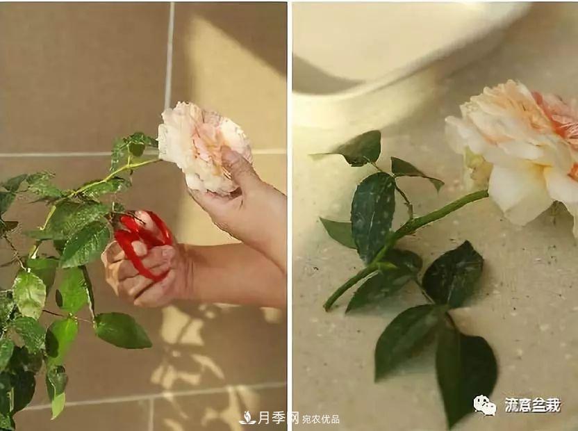 超實(shí)用的月季全年養護指南(圖5)