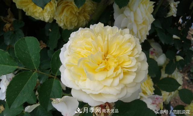 月季知識知多少？這可能是世上***全的月季百科知識！(圖1)