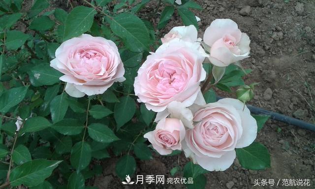 月季知識知多少？這可能是世上***全的月季百科知識！(圖4)